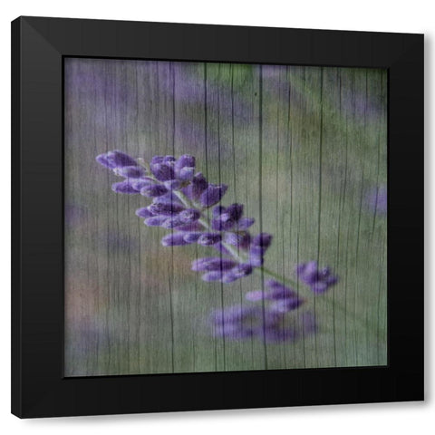 Lavender Aroma Black Modern Wood Framed Art Print by Phillip, Jamie