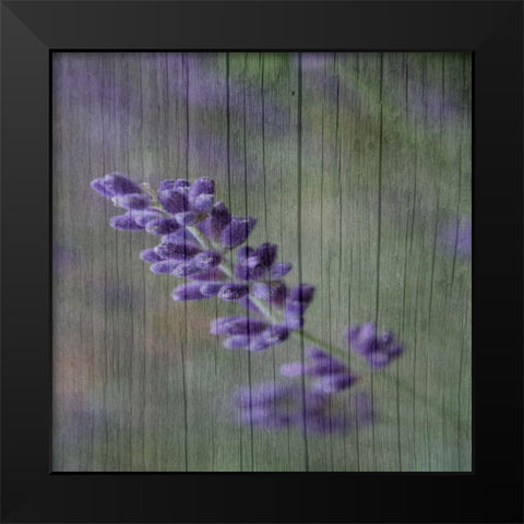 Lavender Aroma Black Modern Wood Framed Art Print by Phillip, Jamie