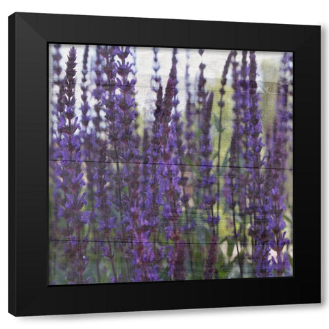 Lavender Flower Black Modern Wood Framed Art Print by Phillip, Jamie