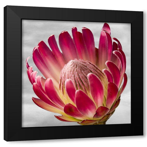 Floral Poetry Black Modern Wood Framed Art Print with Double Matting by Phillip, Jamie