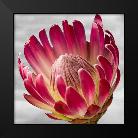 Floral Poetry Black Modern Wood Framed Art Print by Phillip, Jamie