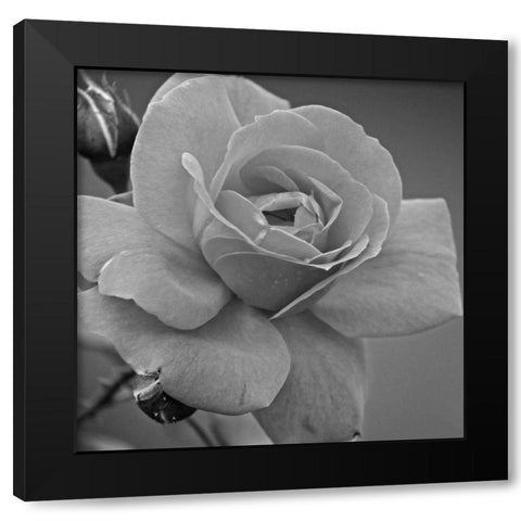 Morning Rose Black Modern Wood Framed Art Print by Phillip, Jamie