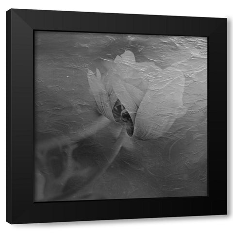 Paint Textured Rose Black Modern Wood Framed Art Print with Double Matting by Phillip, Jamie