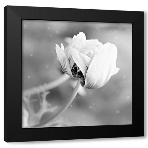 Blank Rose Black Modern Wood Framed Art Print by Phillip, Jamie