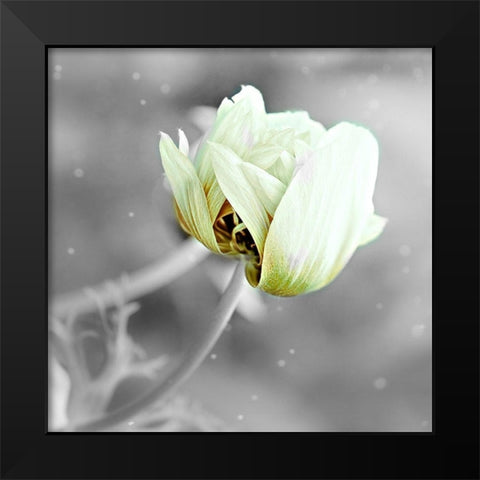 Black and White Hue Black Modern Wood Framed Art Print by Phillip, Jamie