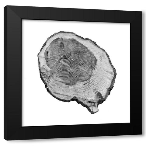 Old Rings Black Modern Wood Framed Art Print with Double Matting by Phillip, Jamie