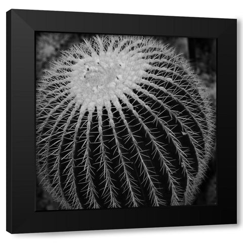Prickly Bulb Black Modern Wood Framed Art Print by Phillip, Jamie