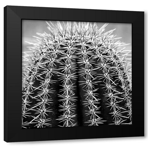 Prickly Bulb 2 Black Modern Wood Framed Art Print by Phillip, Jamie