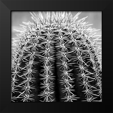 Prickly Bulb 2 Black Modern Wood Framed Art Print by Phillip, Jamie