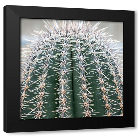 Prickly Bulb 3 Black Modern Wood Framed Art Print by Phillip, Jamie
