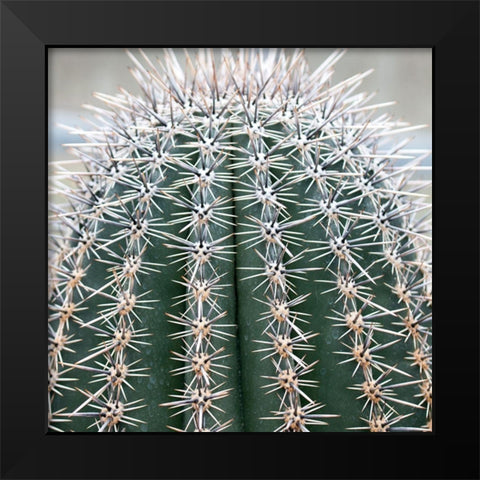 Prickly Bulb 3 Black Modern Wood Framed Art Print by Phillip, Jamie