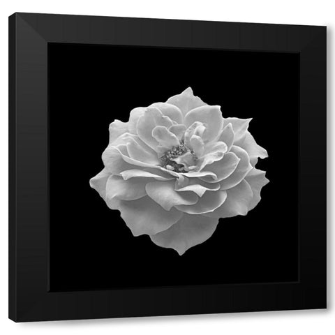 Spntain Black Modern Wood Framed Art Print by Phillip, Jamie