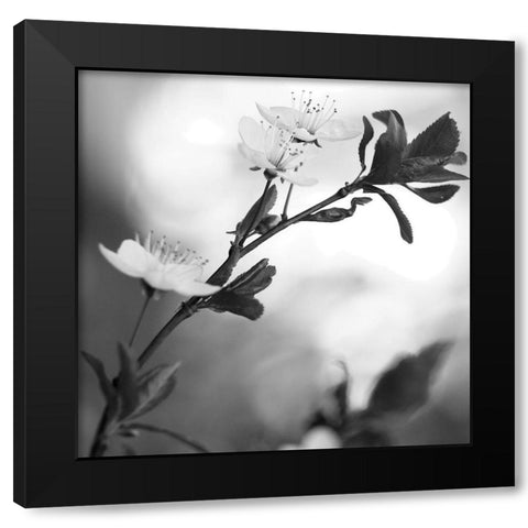 Blooming Black Black Modern Wood Framed Art Print with Double Matting by Phillip, Jamie