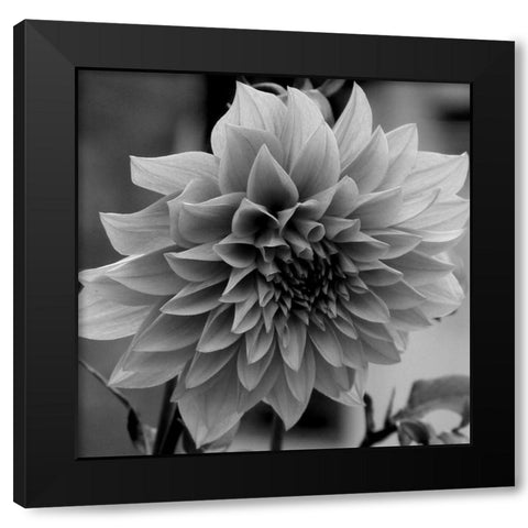 Dagenuem Black Modern Wood Framed Art Print with Double Matting by Phillip, Jamie
