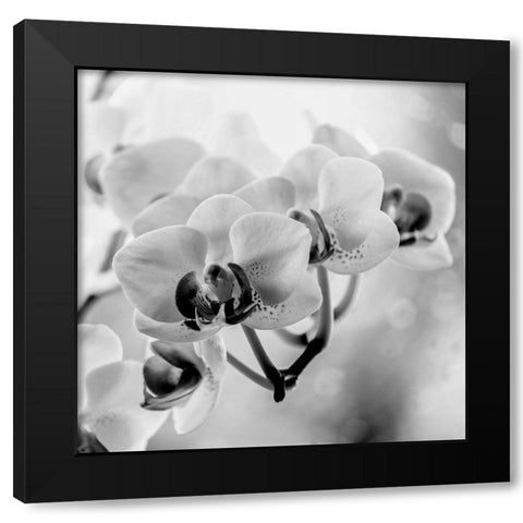 Blenkis Black Modern Wood Framed Art Print with Double Matting by Phillip, Jamie