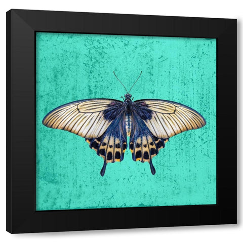 Butterfly Black Modern Wood Framed Art Print with Double Matting by Phillip, Jamie