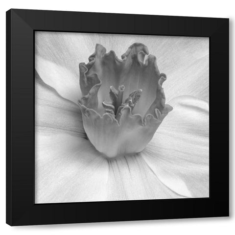 Floral Bud 2 Black Modern Wood Framed Art Print with Double Matting by Phillip, Jamie