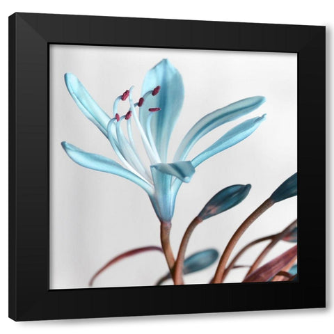 Blue Xray Black Modern Wood Framed Art Print with Double Matting by Phillip, Jamie