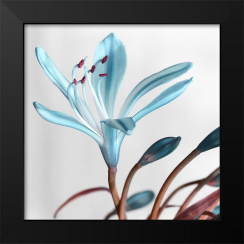 Blue Xray Black Modern Wood Framed Art Print by Phillip, Jamie