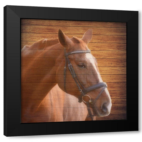 Horse Face Black Modern Wood Framed Art Print by Phillip, Jamie