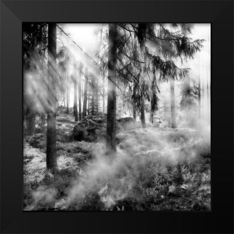 Black Forest 2 Black Modern Wood Framed Art Print by Phillip, Jamie