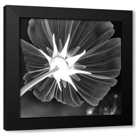 Unbrella Leaf Black Modern Wood Framed Art Print by Phillip, Jamie
