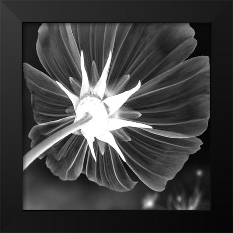Unbrella Leaf Black Modern Wood Framed Art Print by Phillip, Jamie