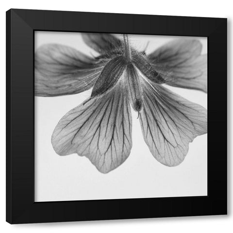 Transparent Black Modern Wood Framed Art Print by Phillip, Jamie