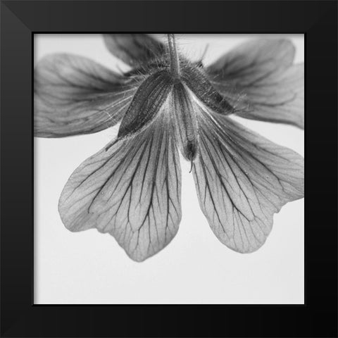 Transparent Black Modern Wood Framed Art Print by Phillip, Jamie