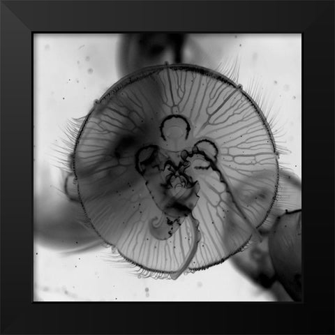 Jelly Fish Black Modern Wood Framed Art Print by Phillip, Jamie