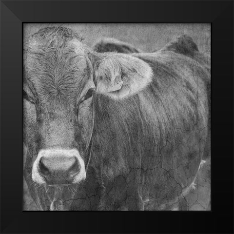 Bull Black Modern Wood Framed Art Print by Phillip, Jamie