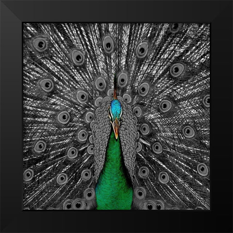 Peacock Black 2 Black Modern Wood Framed Art Print by Phillip, Jamie