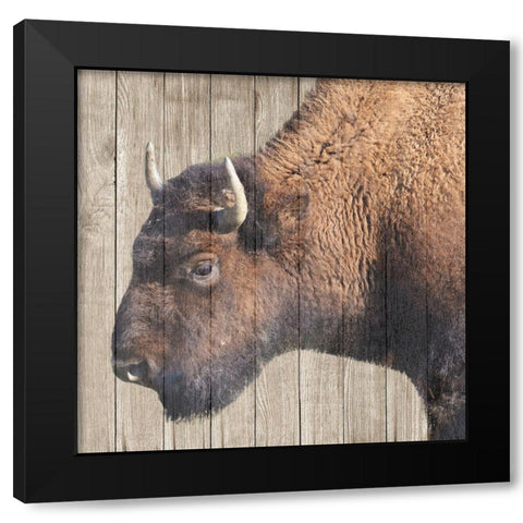 Buffalo Bison Black Modern Wood Framed Art Print with Double Matting by Phillip, Jamie