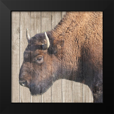 Buffalo Bison Black Modern Wood Framed Art Print by Phillip, Jamie