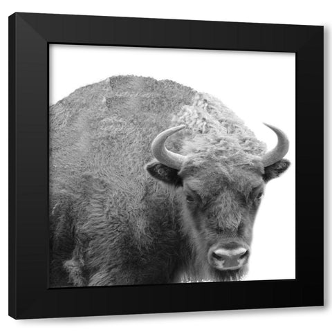 BW Bison Black Modern Wood Framed Art Print with Double Matting by Phillip, Jamie
