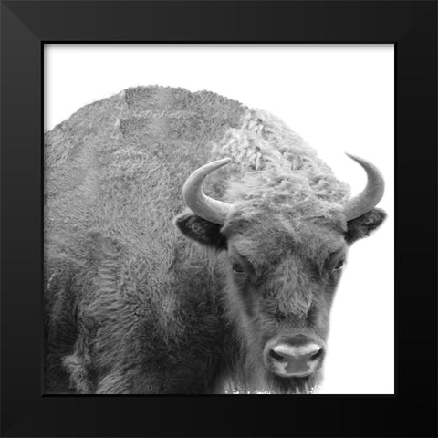 BW Bison Black Modern Wood Framed Art Print by Phillip, Jamie