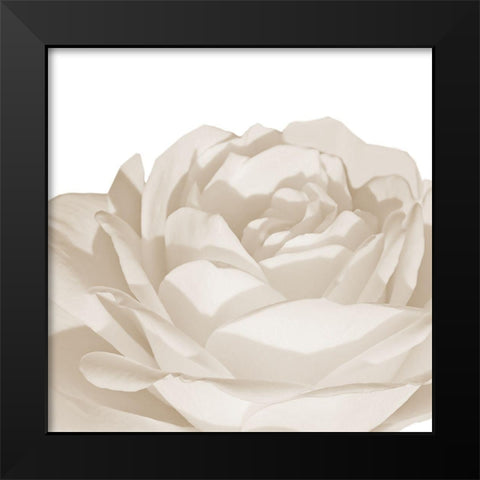 White Rose 1 Black Modern Wood Framed Art Print by Phillip, Jamie