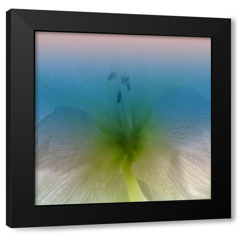Xray Black Modern Wood Framed Art Print with Double Matting by Phillip, Jamie