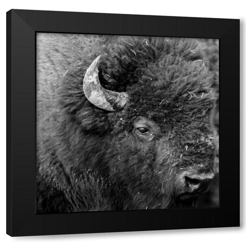 Buffalo Baby Black Modern Wood Framed Art Print by Phillip, Jamie