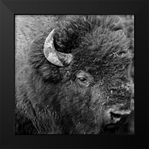 Buffalo Baby Black Modern Wood Framed Art Print by Phillip, Jamie