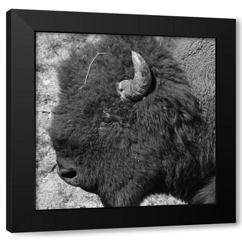 Buffalo Baby 2 Black Modern Wood Framed Art Print by Phillip, Jamie