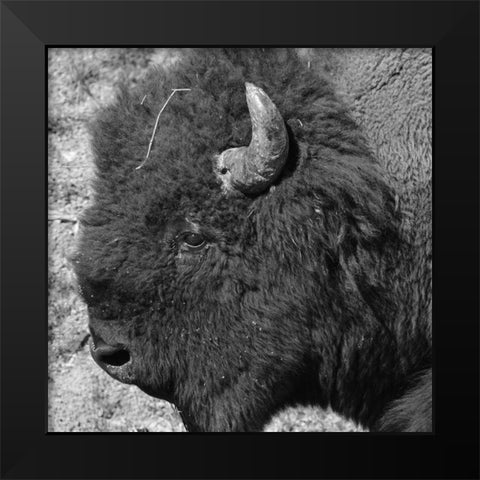 Buffalo Baby 2 Black Modern Wood Framed Art Print by Phillip, Jamie