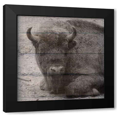 Buffalo Baby 3 Black Modern Wood Framed Art Print by Phillip, Jamie