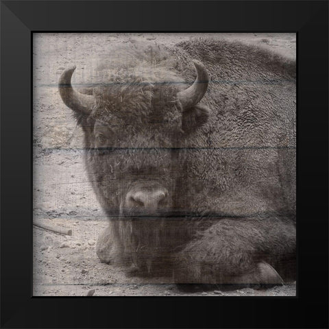 Buffalo Baby 3 Black Modern Wood Framed Art Print by Phillip, Jamie