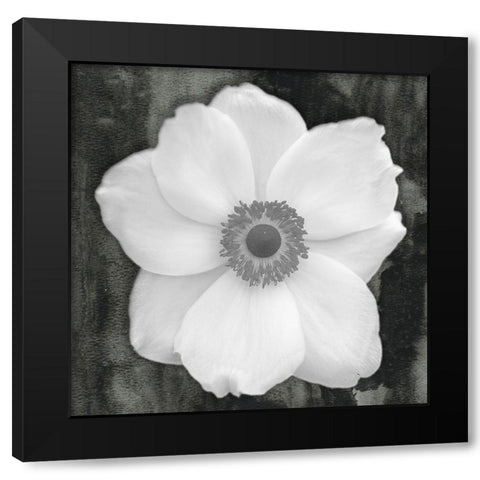 White Flower Black Modern Wood Framed Art Print by Phillip, Jamie