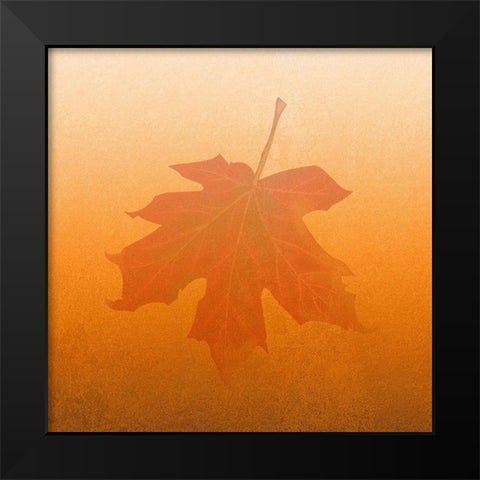 Seasons Black Modern Wood Framed Art Print by Phillip, Jamie