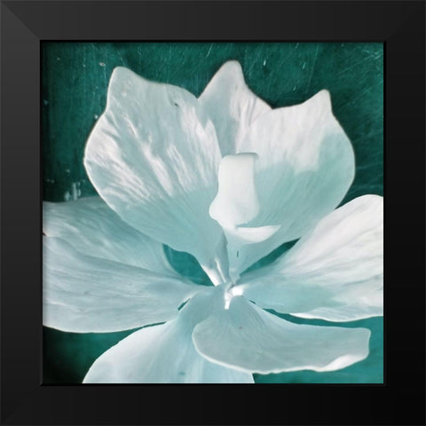 Blue Orchid Black Modern Wood Framed Art Print by Phillip, Jamie