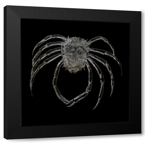 Whay So Crabby 4 Black Modern Wood Framed Art Print by Phillip, Jamie