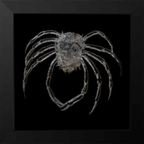 Whay So Crabby 4 Black Modern Wood Framed Art Print by Phillip, Jamie