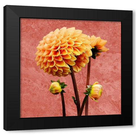 Morning Glory 2 Black Modern Wood Framed Art Print by Phillip, Jamie